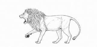 How to draw a lion