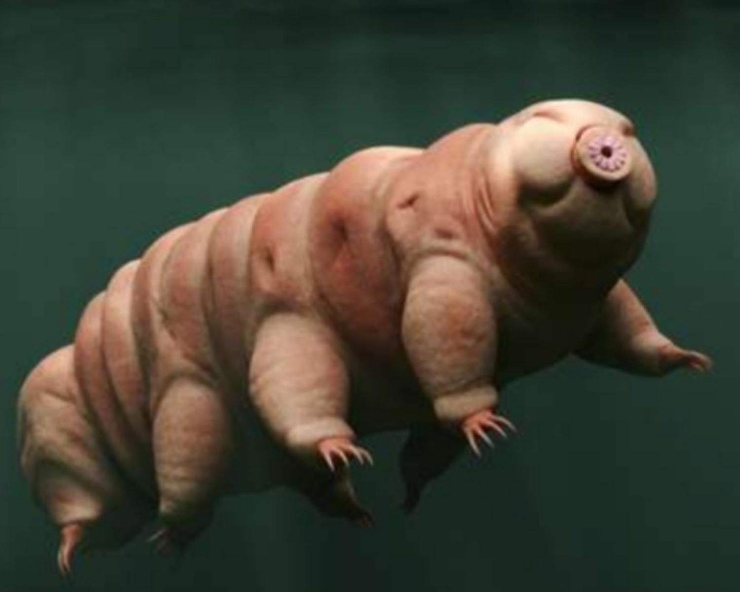 Tardigrades