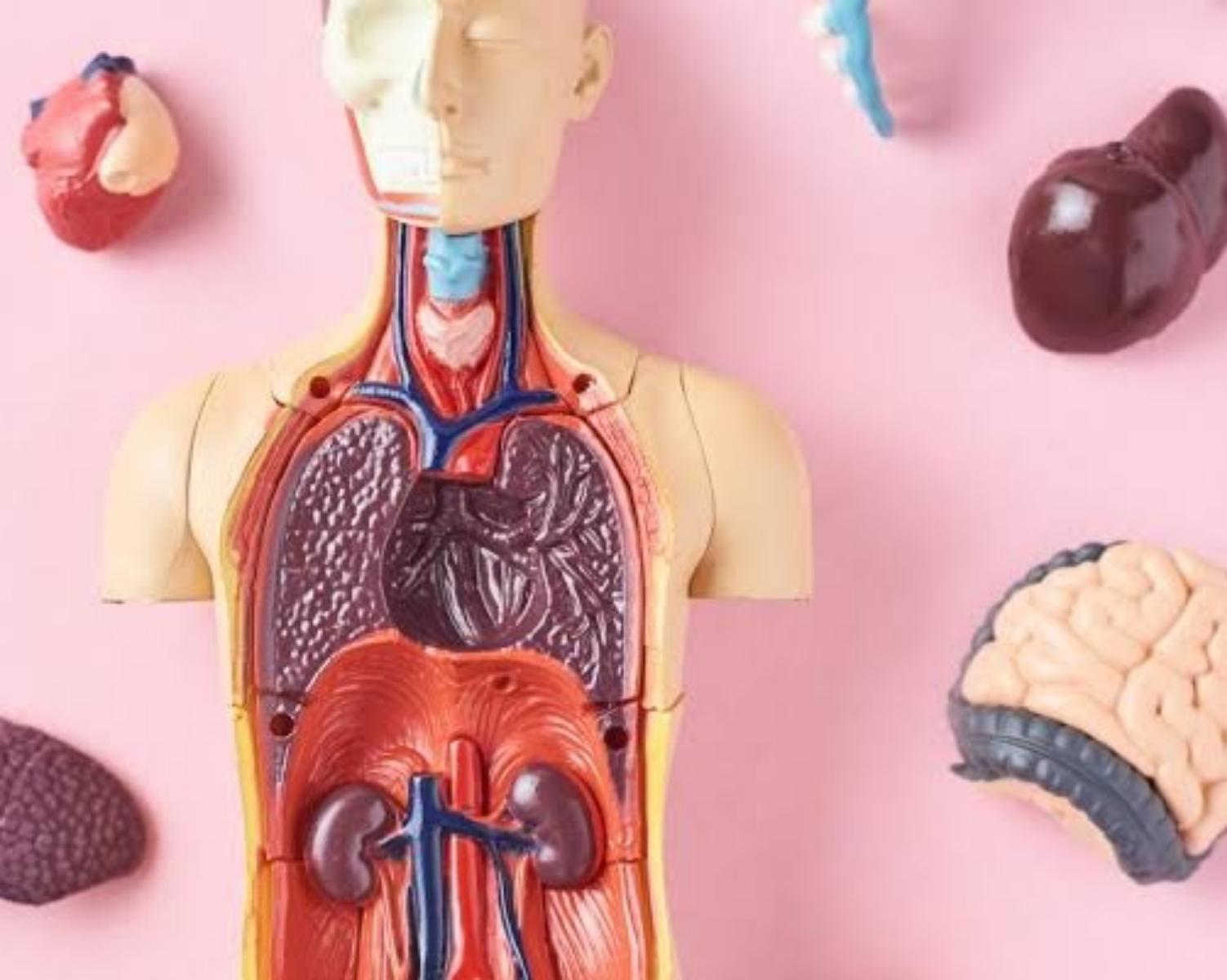 Microplastic particles are now detectable in human organs🤔