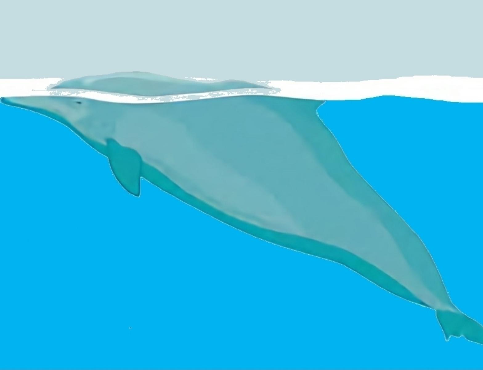 Dolphin Chronotype