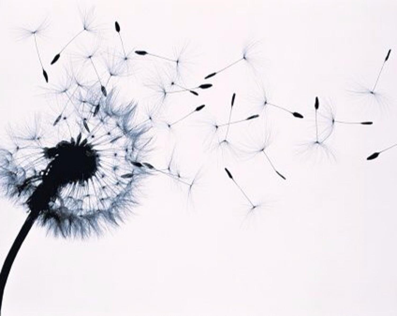 The Seeds Of Influence