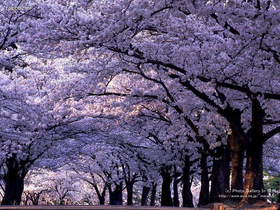 Empress Tree