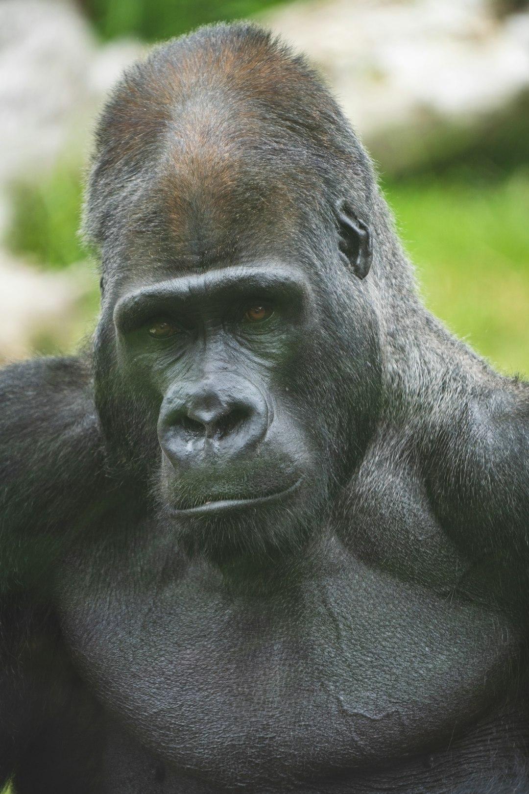 The lessons from silverbacks 