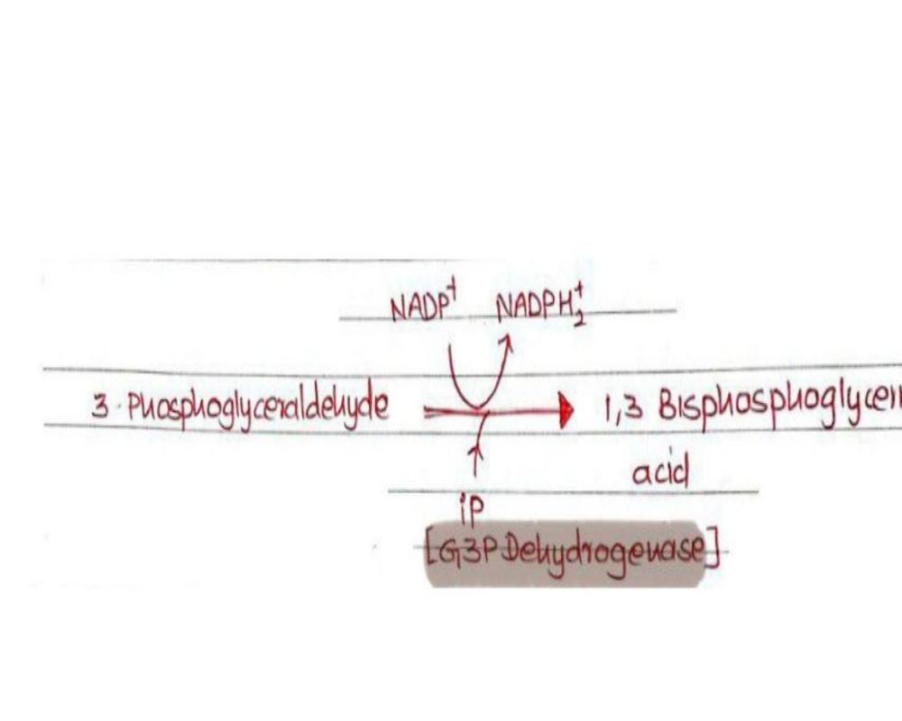 6. Partial Oxidation of PGAL—Phosphoglyceraldehyde.