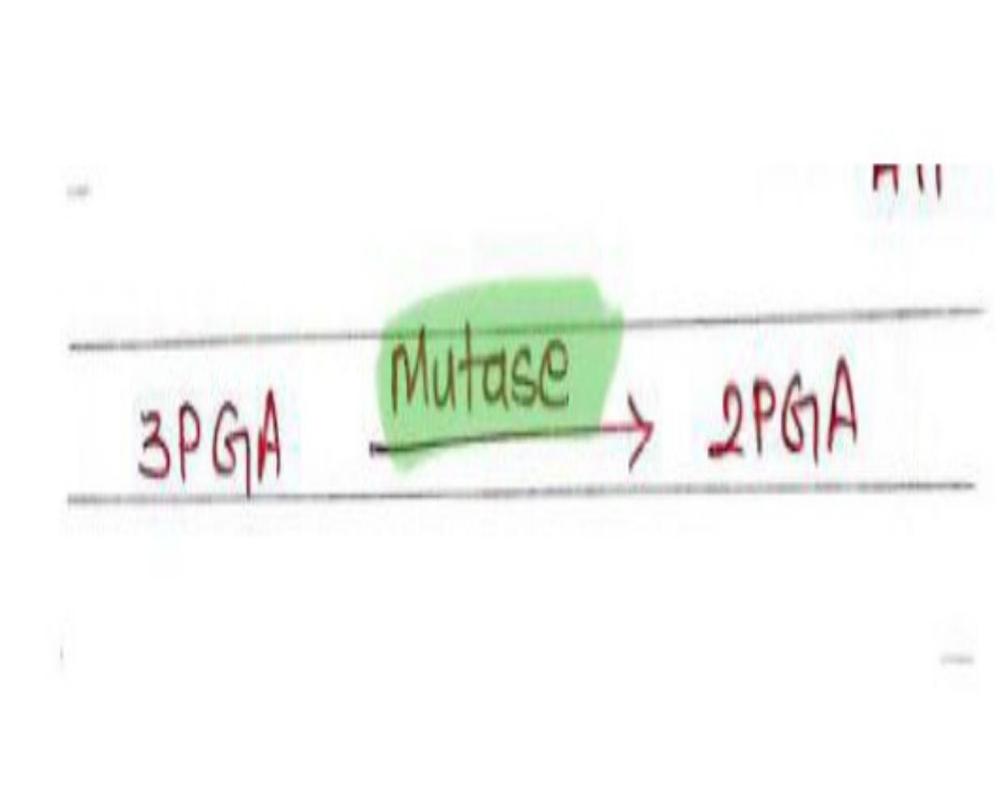 8. Conversion Of 3-PGA TO 2-PGA