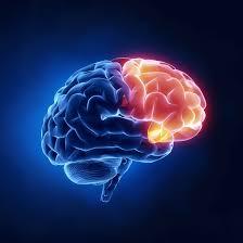 The Prefrontal Cortex: Our Brain's Planner