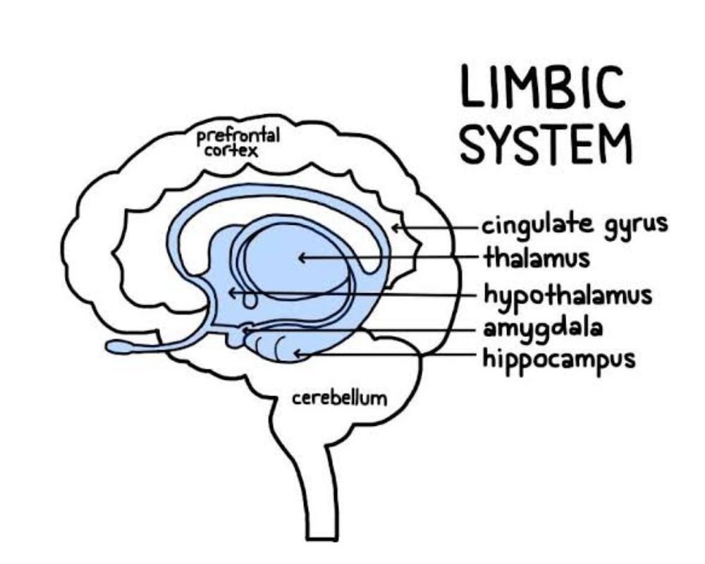 The Limbic System