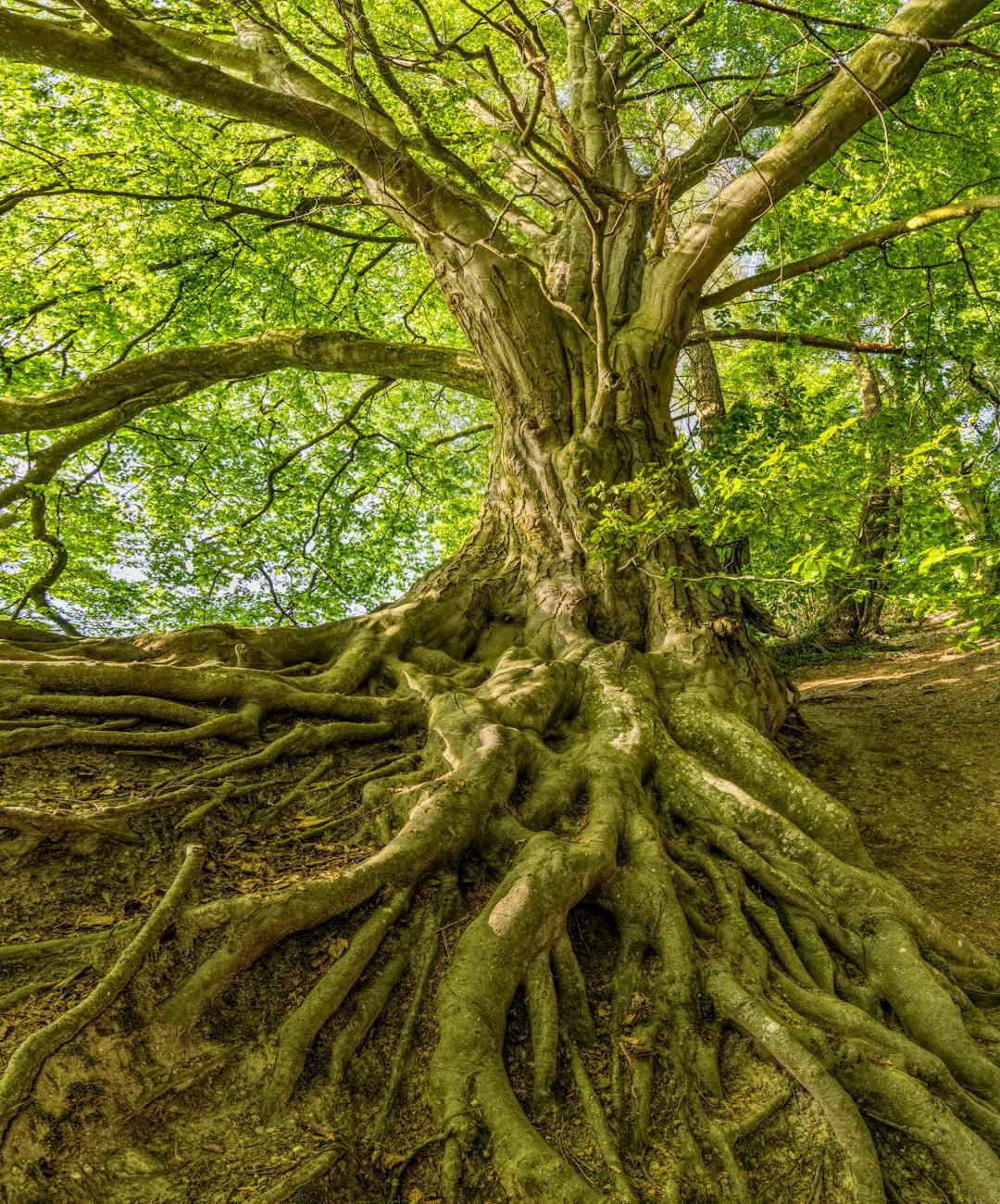 We Do Not Cut the Branch, We Remove the Roots