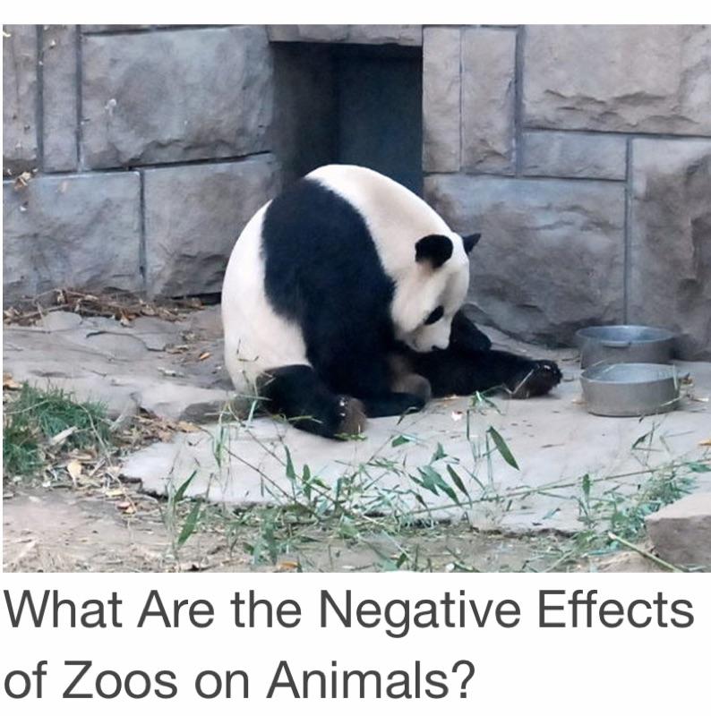 IN DEFENSE OF ANIMALS USA