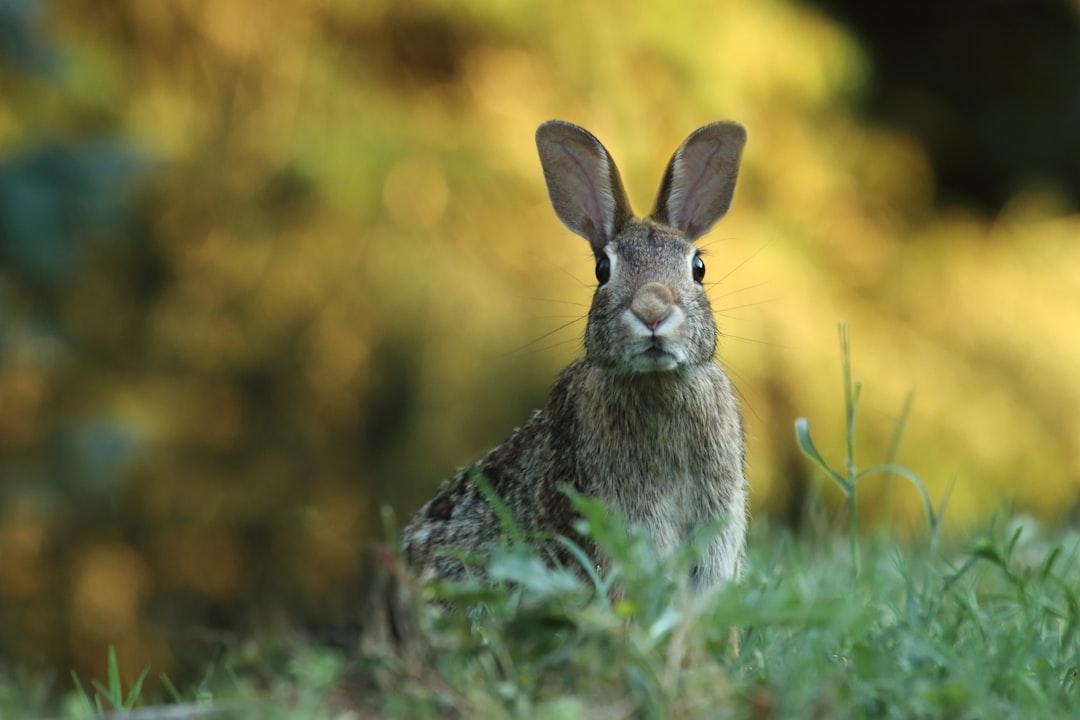 2. Meeting the Hare: