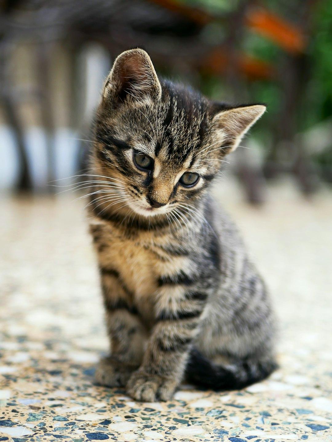 9. The Playful Kitten: