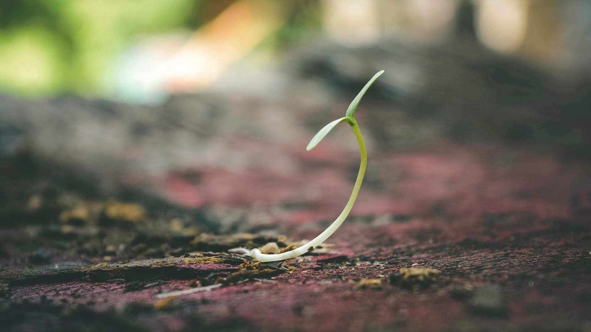 Not Every Seed Becomes a Tree