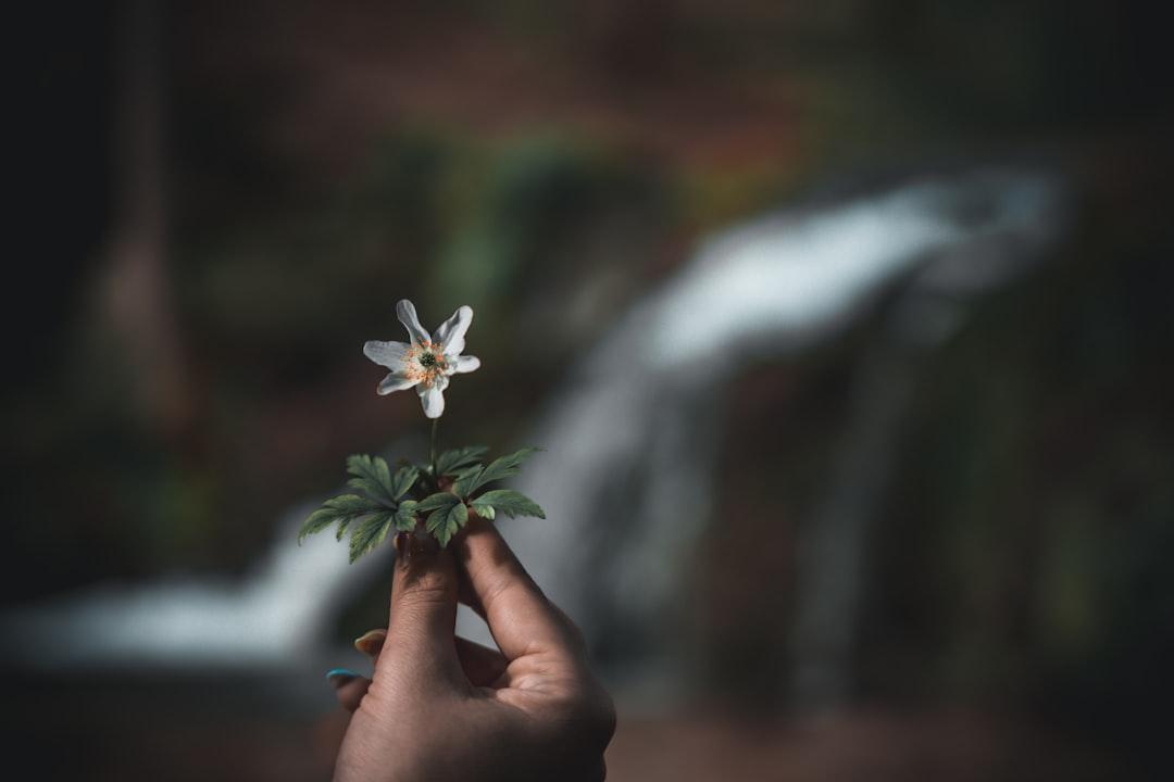 Letting Go for Peace and Growth