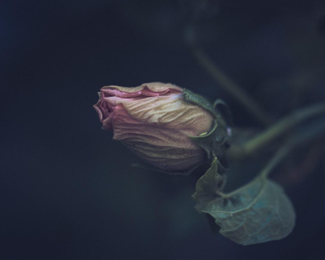 Attachment and Suffering