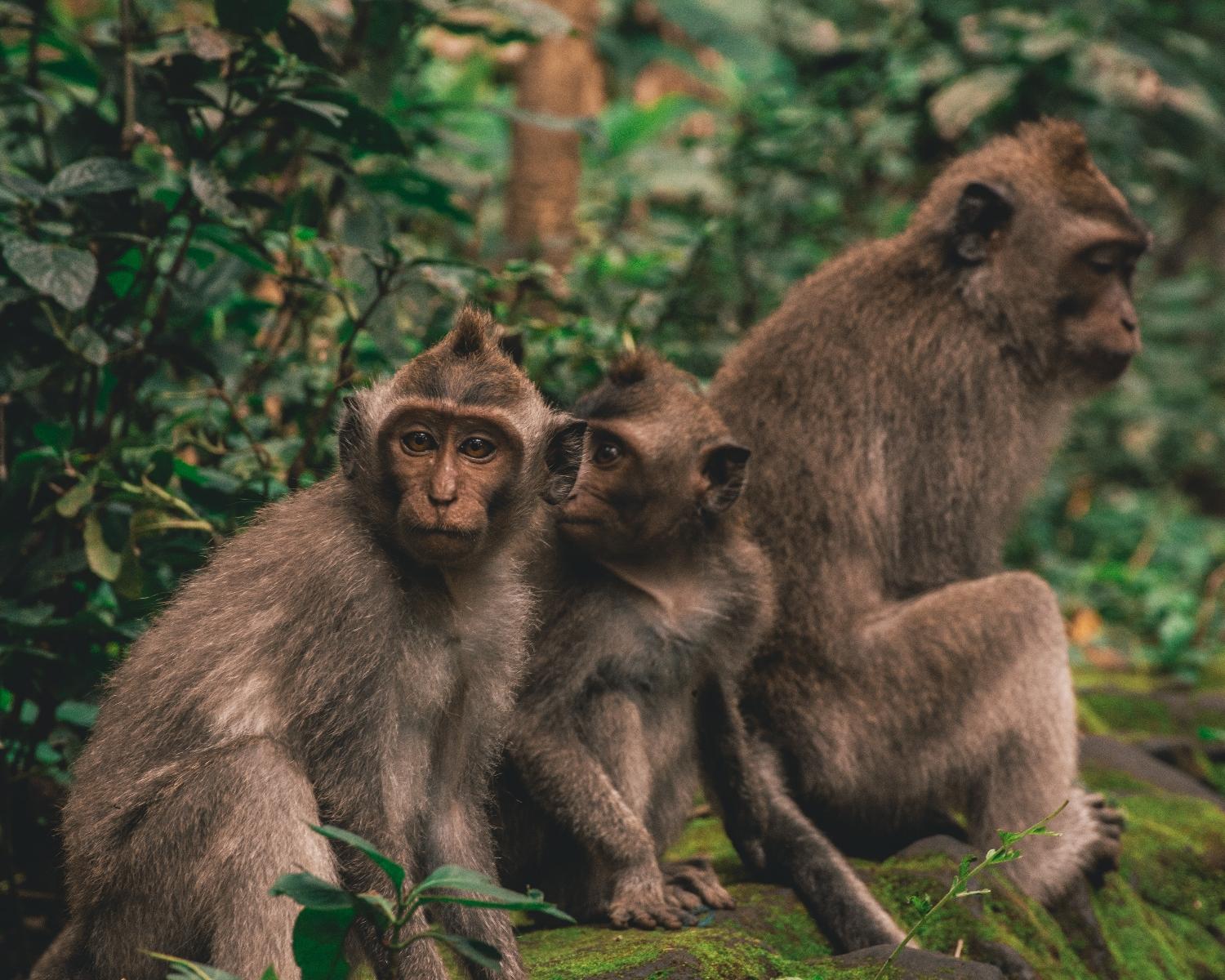 What is The 100th Monkey effect?