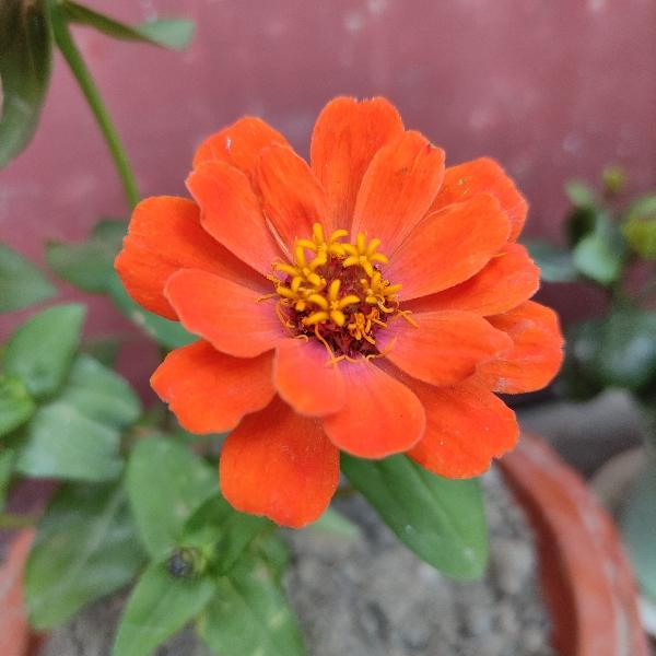 atreyee
